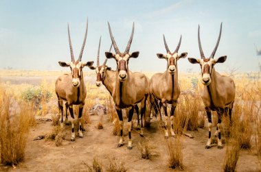 Gemsbok Antiloplar Müzede