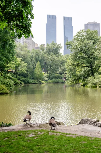 Central park, a manhattan — Stock Fotó