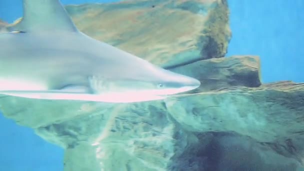 Tiburón — Vídeo de stock