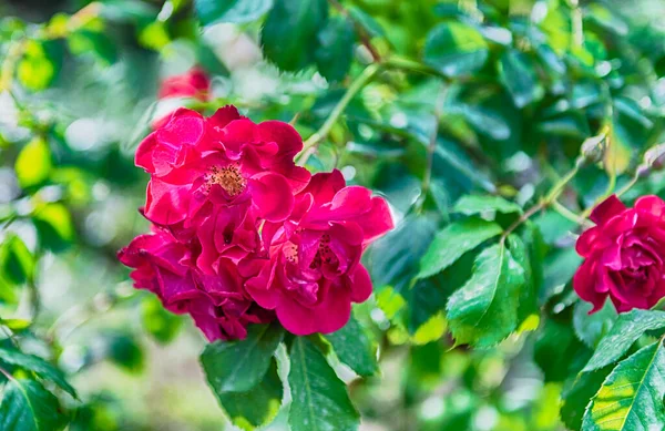 美しい選択的フォーカスとボケ効果と晴れた日に緑の庭の背景に近いバラの花 — ストック写真