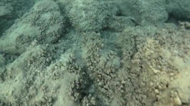 Tropea yakınlarındaki Parghelia sahilinde, Tiren Denizi, Calabria, İtalya 'nın bir parçası olan Saint Euphemia Körfezi' nde bulunan bir sahil beldesi.