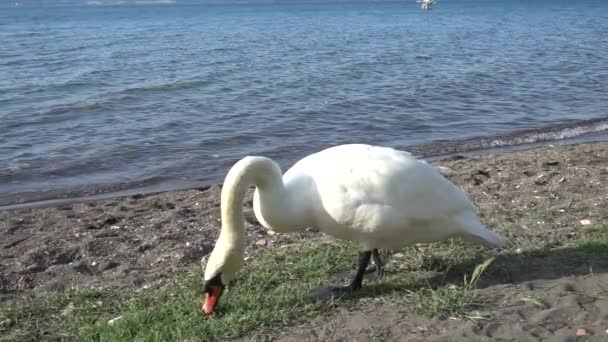 Slow Motion Beautiful White Swan Scenic Afternoon Golden Light Lake — Stock Video