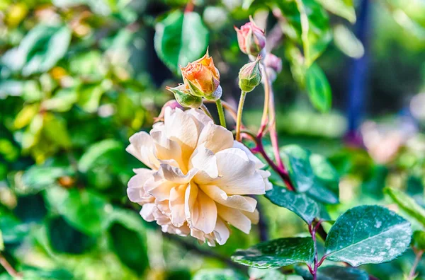 美しい選択的フォーカスとボケ効果と晴れた日に緑の庭の背景に近いバラの花 — ストック写真