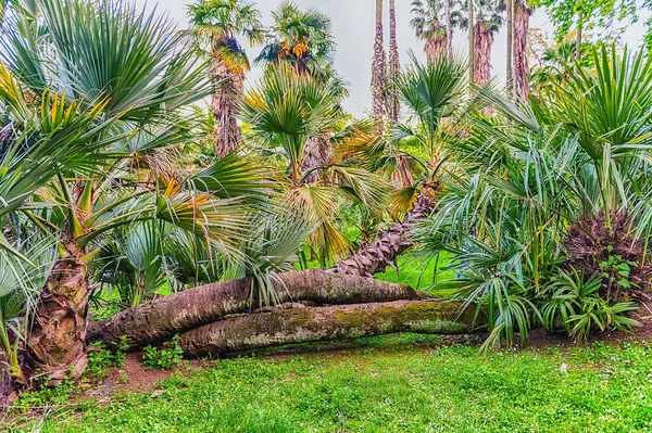 Wunderschöne Palmen Einem Öffentlichen Garten Rom Italien — Stockfoto