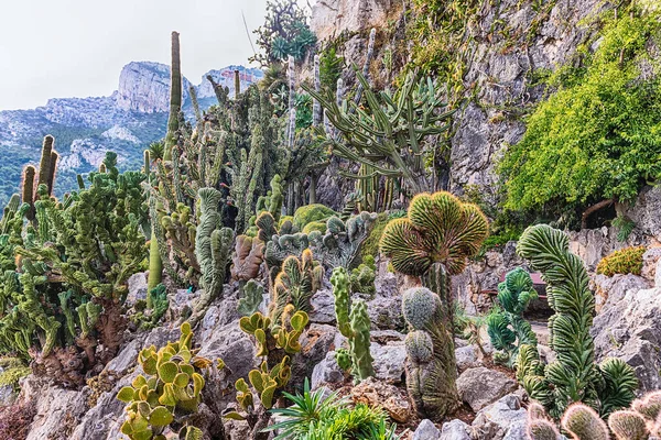Teelt Van Cactus Andere Sappige Planten Een Botanische Tuin — Stockfoto