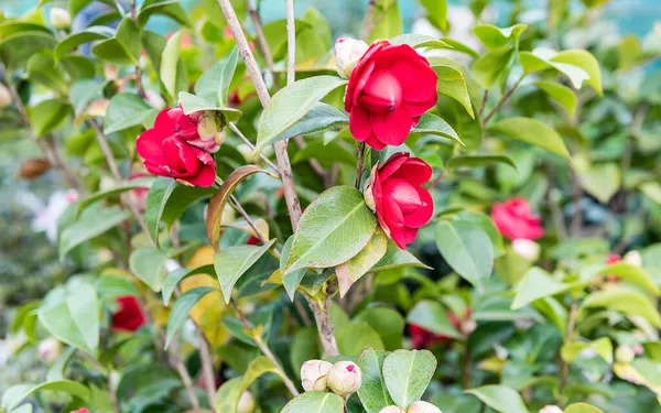 温室内で栽培された美しい赤い椿の花 — ストック写真