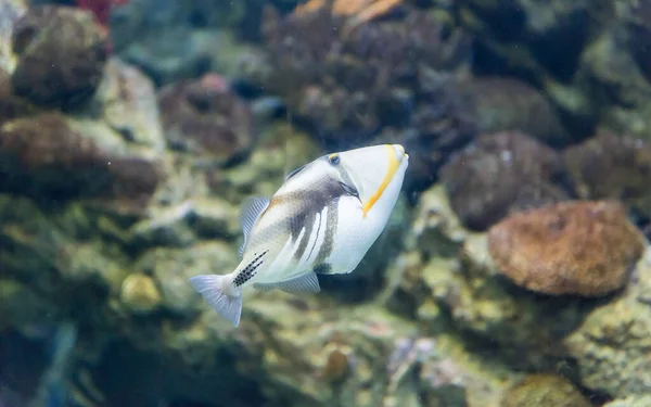 Gros Plan Rhinecanthus Aculeatus Communément Connu Sous Nom Picasso Triggerfish — Photo