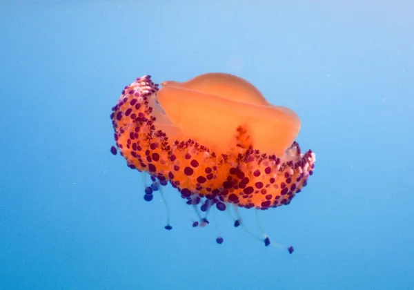 Cotylorhiza Tuberculata Más Néven Mediterrán Zselé Vagy Sült Tojás Medúza — Stock Fotó