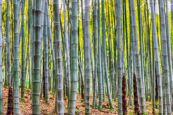 竹林や林内の竹林の葉のパターンを持つ背景 — ストック写真