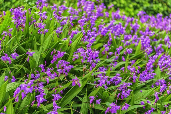 美しい選択的フォーカスとボケ効果と晴れた日に緑の庭の背景に紫色の花を閉じます — ストック写真