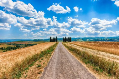 San Quirico D 'Orcia, İtalya - 23 Haziran 2019' da San Quirico d 'Orcia, Tuscany, İtalya' da görülen selvi grubu