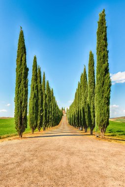 San Quirico D 'Orcia, İtalya - 23 Haziran 2019' da San Quirico d 'Orcia, Tuscany, İtalya' da görülen selvi grubu