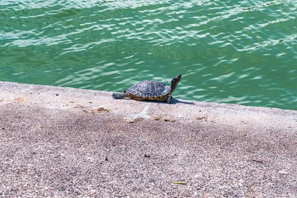Peaceful Turtle Taking Sunbath Eur District Rome Italy — Stock Photo, Image