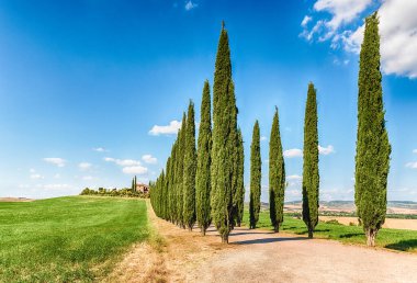 San Quirico D 'Orcia, İtalya - 23 Haziran 2019' da San Quirico d 'Orcia, Tuscany, İtalya' da görülen selvi grubu