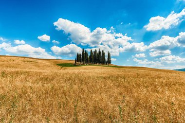 San Quirico D 'Orcia, İtalya - 23 Haziran 2019' da San Quirico d 'Orcia, Tuscany, İtalya' da görülen selvi grubu