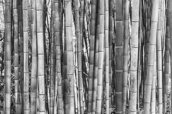 Koruluktaki Ormandaki Bambu Ağaçlarının Yaprak Desenli Arka Plan — Stok fotoğraf