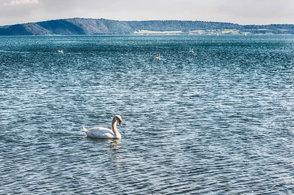 Roma, İtalya yakınlarındaki Bracciano Gölü 'nün üzerinde manzaralı altın ışıklı güzel beyaz kuğu.