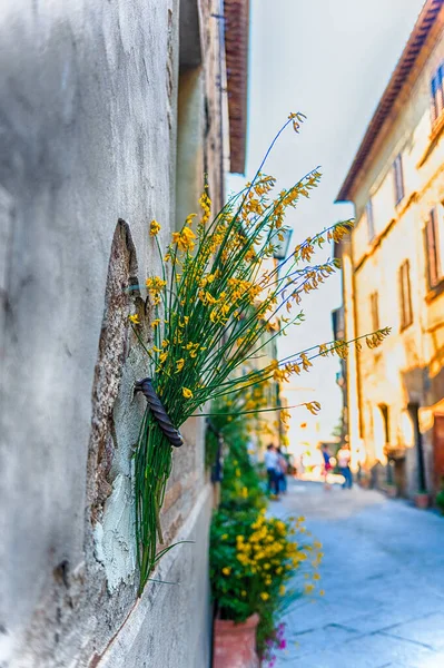 Flores Escénicas Colgadas Las Paredes Las Calles Ciudad Pienza Provincia — Foto de Stock