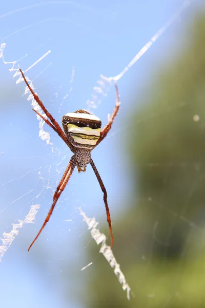 Ragno Argiope e spider giardino web, nero e giallo — Stockfoto