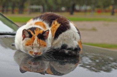 Uyuyan kedi