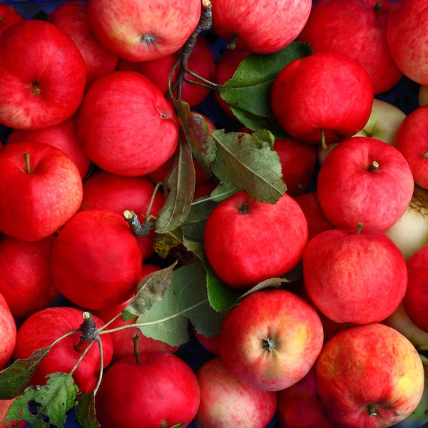 Розовые яблоки — стоковое фото