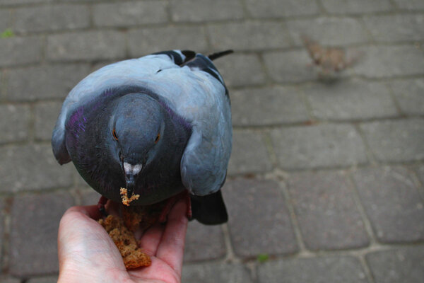 Голубь под рукой
