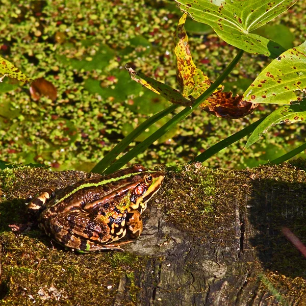 Коричневая лягушка — стоковое фото