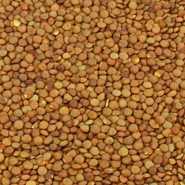 Lentil — Stock Photo, Image