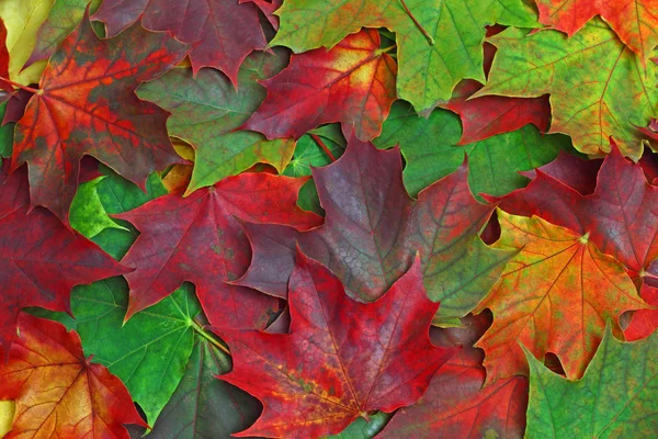 Lönn blad — Stockfoto