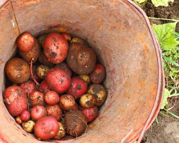 Malé brambory — Stock fotografie
