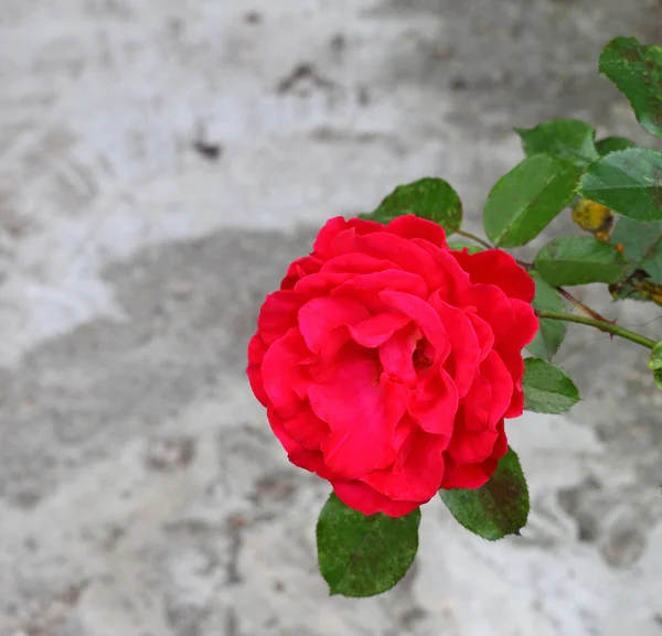 Purple rose — Stock Photo, Image