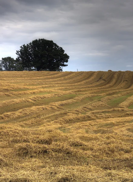 Gele stro landschap — Stockfoto