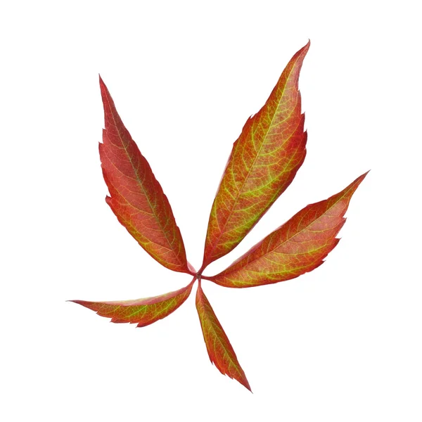 Grapevine leaf — Stock Photo, Image