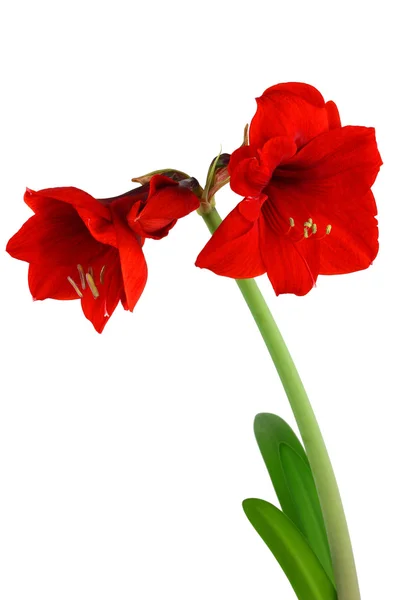 Amaryllis — Stockfoto