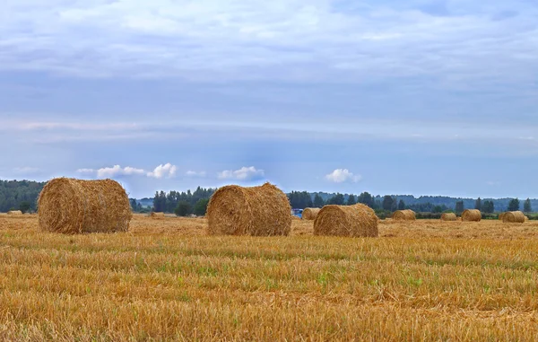 Szalma tekercs — Stock Fotó