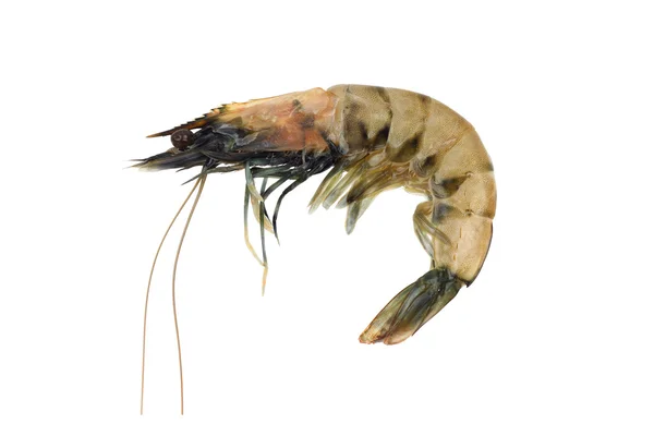 King shrimp — Stock Photo, Image