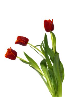 üç beyaz lalelerdrie tulpen op wit