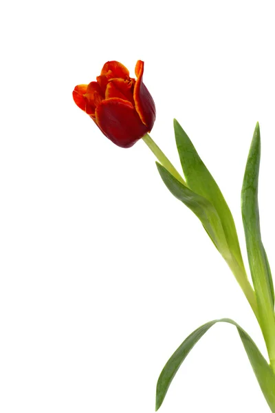 Tulip on white — Stock Photo, Image