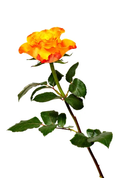 Пылающая роза — стоковое фото