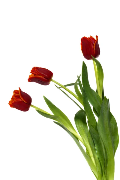 Three tulips on white — Stock Photo, Image