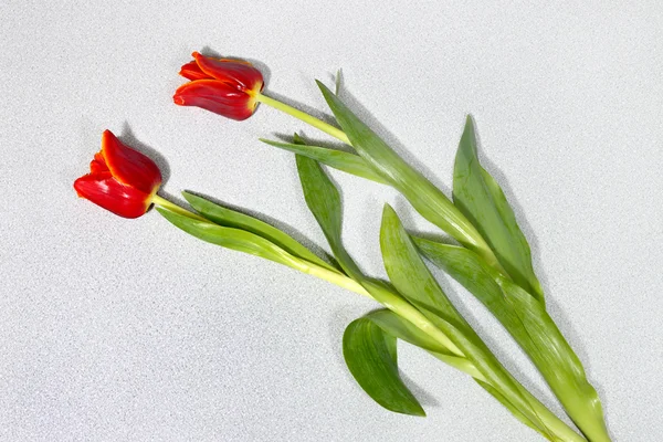 Tulips on granite — Stock Photo, Image