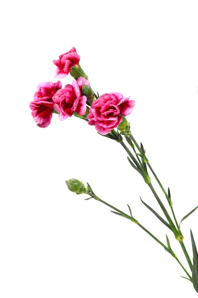 Carnation — Stock Photo, Image