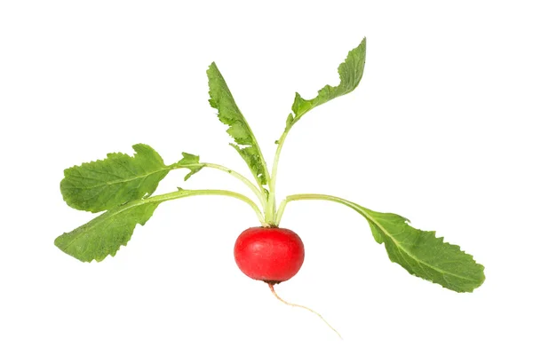 Radish with tops — Stock Photo, Image