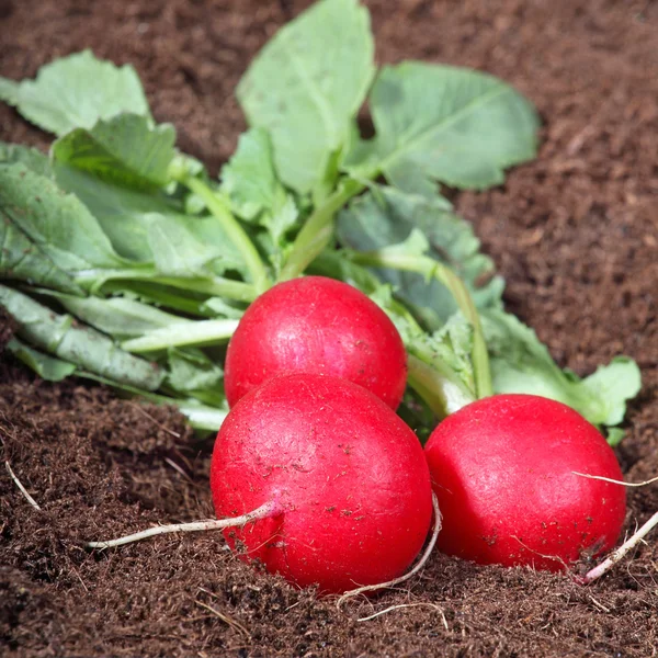 Three radishes — Stock Photo, Image