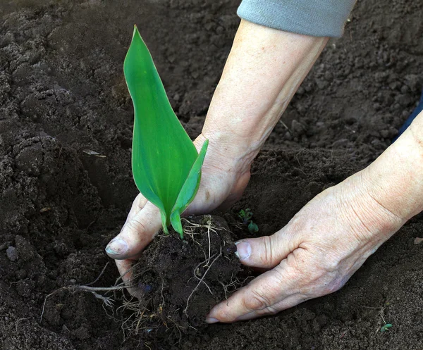 Green sprout in hands — Stock Photo, Image