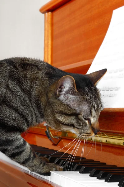 Kat speelt piano — Stockfoto