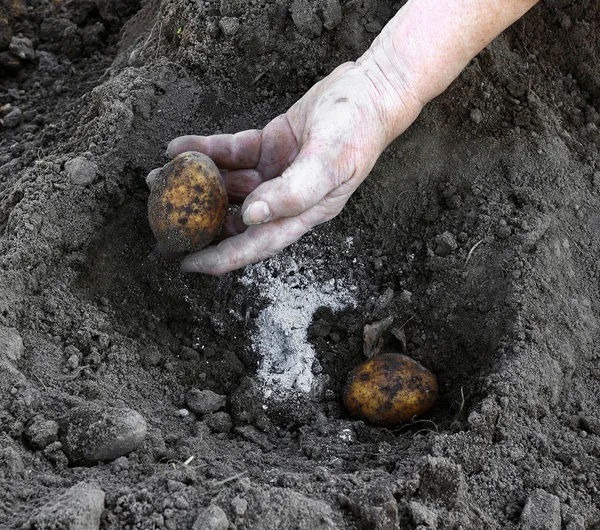 Planting potatoes — Stock Photo, Image