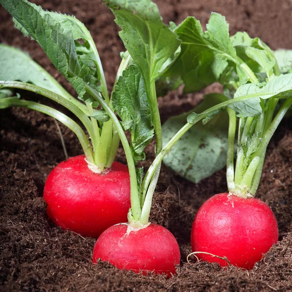 Three radishes — Stock Photo, Image