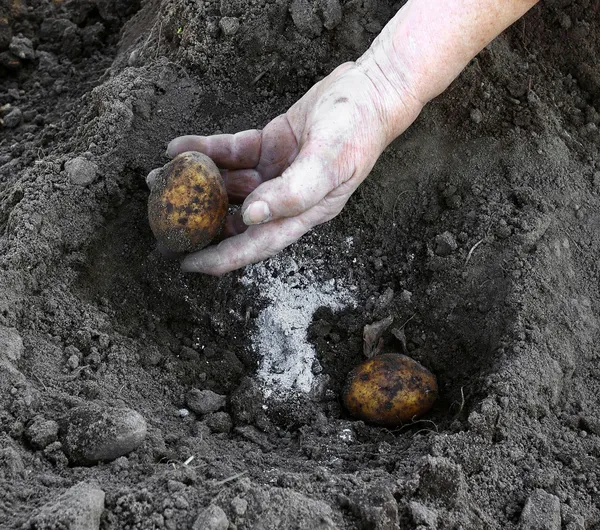 ジャガイモを植えること ロイヤリティフリーのストック写真