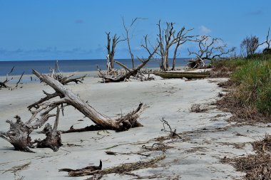 jekyll Island üzerinde dalgaların karaya attığı odun